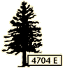 Conifer