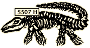 Mosasaur Skeleton